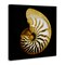 Stupell Industries Spiral Patterned Shell Canvas Wall Art Design by Caroline Kelly